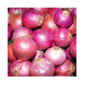 Fresh onions bulk supply for supermarkets and distributors
